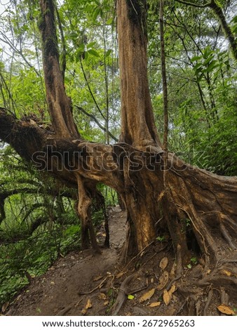 A fairly ancient tree with a unique shape and long roots emerges from the surface along one of Mount Kembang's iconic hiking trails. This ancient tree boasts numerous, uniquely shaped branches.