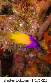 Fairy Basslet, Gramma Loreto