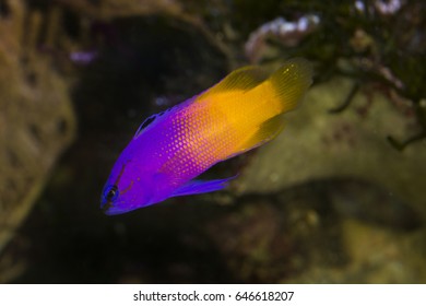 Fairy Basslet (Gramma Loreto).