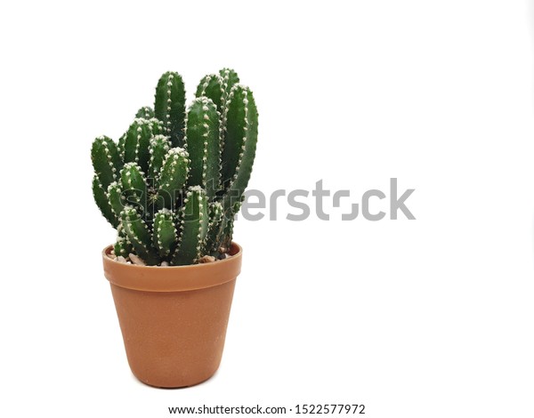 Fairy Castle Cactus Plants Small Pot Stock Photo Edit Now 1522577972