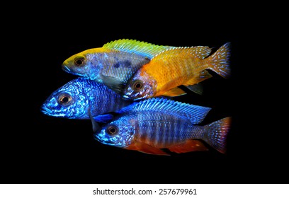 
Fairy Cichlid