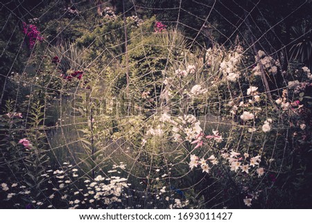 Image, Stock Photo Cosmea blossoms in late evening light, vintage mood, flowers