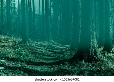 Fairy Forest In Fog Fall Woods Enchanted Autumn The Morning
