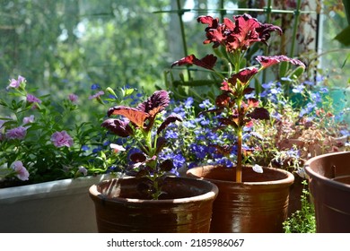 Fairy forest on the balcony of purple leafed coleus, soft pink double calibrachoa and blue lobelia in flower pots and hanging boxes. Urban gardening as a way of life. - Powered by Shutterstock