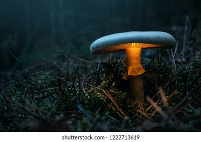 Fairy, glowing mushroom in the forest at night with copy space