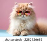 Fairy Kei style ragdoll cat in the fashionable design, wearing eyeglasses