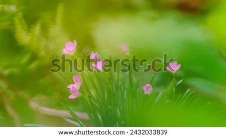 Fairy Lily, Rain Lily, Zephyr Flower, bright pink flowers with green leaves in the home garden.