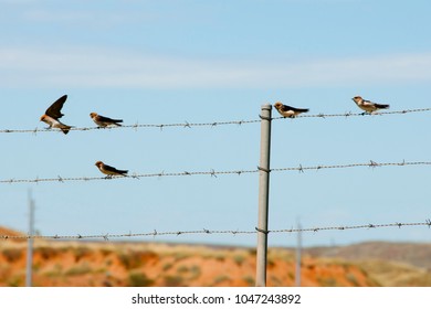 Fairy Martin Birds - Australia