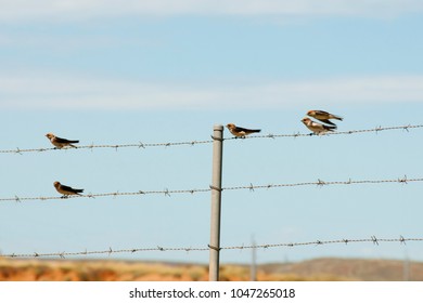 Fairy Martin Birds - Australia