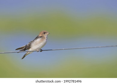 Fairy Martin In Melbourne, Australia