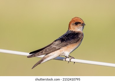 Fairy Martin In Queensland Australia