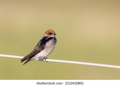 Fairy Martin In Queensland Australia