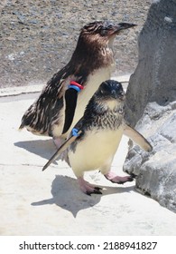 Fairy Penguins Resting On A Rocky Beach