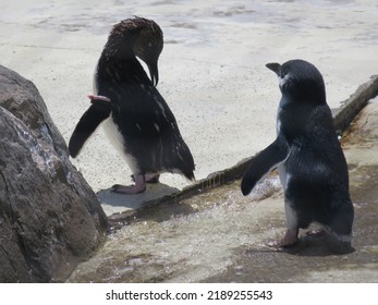 Fairy Penguins Resting On A Rocky Beach