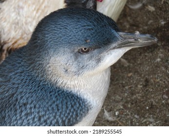 Fairy Penguins Resting On A Rocky Beach