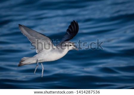 Fairy Prion Native Seabird in New Zealand