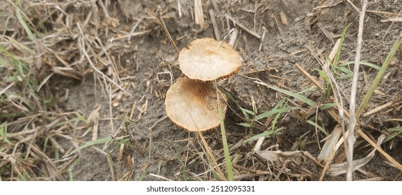 Fairy ring or elf mushroom or pixie ring mushroom