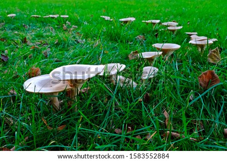 The fairy ring mushrooms (Chlorophyllum molybdites, Garden Fungi) backyard mushroom growing on grass.