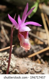 Fairy Slipper Orchid - Calypso Bulbosa