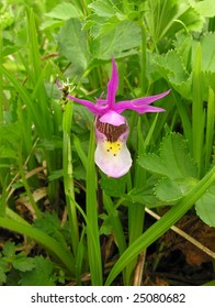 Fairy Slipper Orchid - Calypso Bulbosa