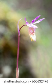 Fairy Slipper Orchid - Calypso Bulbosa