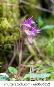 Fairy Slipper Orchid - Calypso Bulbosa