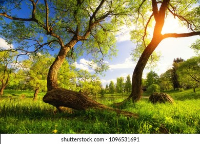 Fairy summer sunset. Beautiful branched tree on blue sky background. Summer vibrant landscape. - Shutterstock ID 1096531691