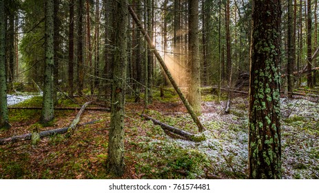 Fairy Tail Forrest, Sun Rails Coming Inside Forrest