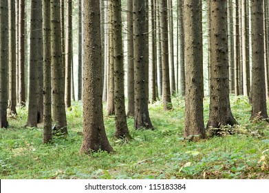 fairy tale fir tree forest