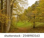 Fairy Tale Lake (Märchensee) circuit on the Pfaffenberg (Wendelsheim) along a path carpeted with brown leaves bordered by shrubs in autumn colors