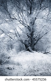 Fairy Tale Like Willow Tree In Winter Scenic