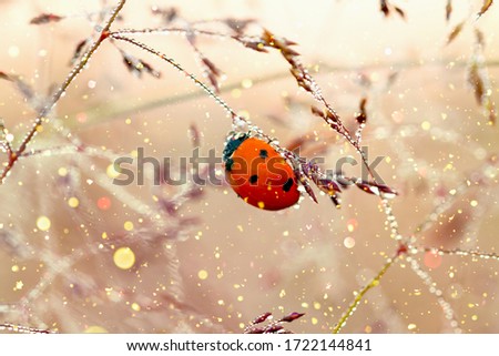 fairy tale spring meadow with ladybug close up macro. wild life insect ladybird on grass 