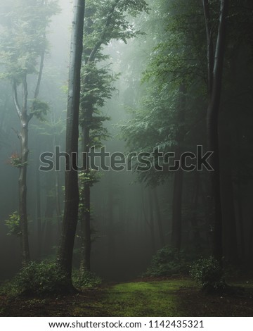 Fairy tale trail in foggy forest. Fantasy spooky landscape in woodland
