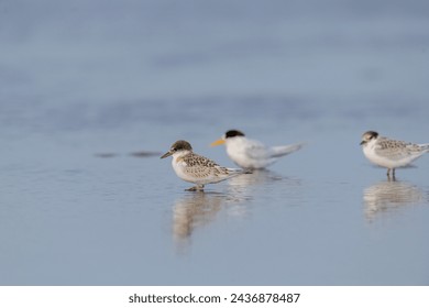 Fairy Terns, two young and one adult in shallow water.