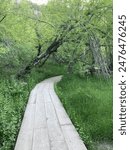 Fairy walking path in forest 