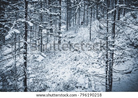 Similar – Winter fog on the footpath