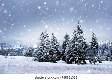 Fairy winter landscape with fir trees and snowfall. Christmas background with snowy fir trees and snowflakes - Shutterstock ID 768831313