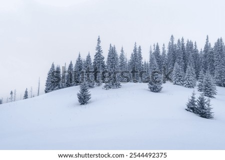 Fairy winter landscape with fir trees and snowfall. Cold winter day with fog. Winter nature. Snow covered trees. Frosty weather. Snow texture. Christmas background. A winter tale in the Carpathians
