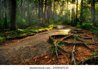 A fairytale forest with a rocky path in the roots of the trees and the magical evening light of the sun through the trees. Journey. USA. Vermont - Powered by Shutterstock