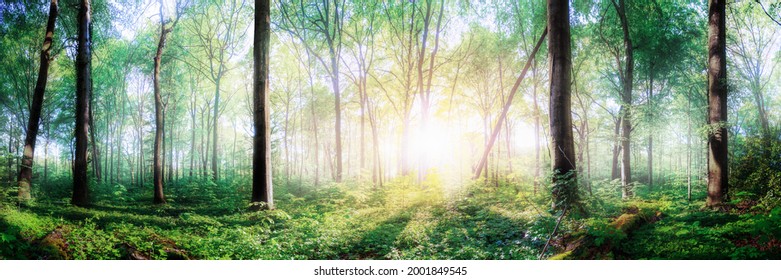 Fairytale forest - sunlight shines through trees onto a clearing - Shutterstock ID 2001849545