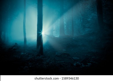 Fairytale Landscape. Mysterious Flash Light In The Dark Blue Toned Spooky Forest, Among Tree Trunks. 