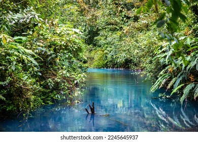 fairytale landscape of volcano tenorio national park by rio celeste river; sky blue river surrounded by dense rainforest in costa rica	
