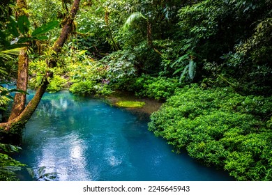 fairytale landscape of volcano tenorio national park by rio celeste river; sky blue river surrounded by dense rainforest in costa rica	