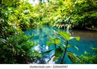 fairytale landscape of volcano tenorio national park by rio celeste river; sky blue river surrounded by dense rainforest in costa rica	