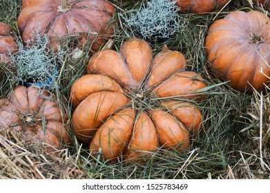 Fairytale pumpkin as a garden decoration