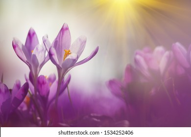 Fairytale sunlight on spring flower crocus. View of magic blooming spring flowers crocus growing in wildlife. Majestic colors of spring flower crocus - Powered by Shutterstock