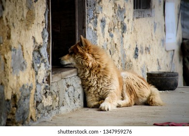 Faithful Dog Guarding The Door Of A Traditional Vietnamese Mud House Of The Ethnic Tribe In Ban Gioc, Vietnam 