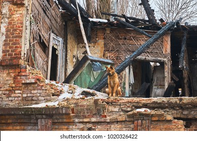 A Faithful Dog Sits On The Wall Of An Old Destroyed House After A Fire In The City