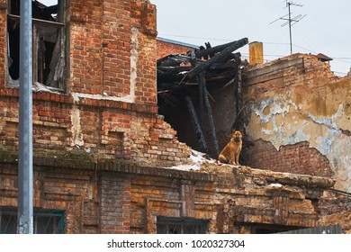 A Faithful Dog Sits On The Wall Of An Old Destroyed House After A Fire In The City