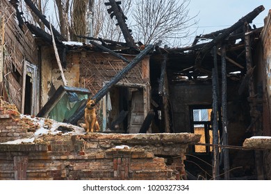 A Faithful Dog Sits On The Wall Of An Old Destroyed House After A Fire In The City